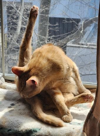 Cat Surrender (Will pay you $500!) 3