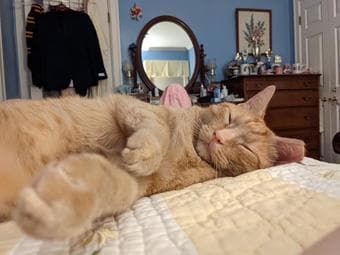 Cat Surrender (Will pay you $500!) 4