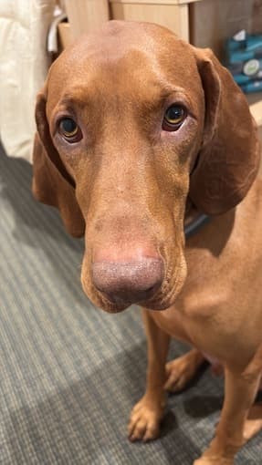 Dog Sitting - EVGR 12.14 - 12.22 1