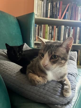 Cat sitter needed/FREE holiday sublet! 1