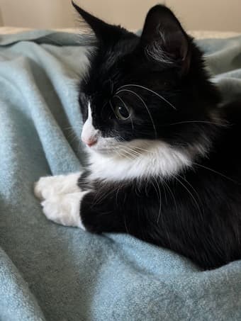 Cat sitter needed/FREE holiday sublet! 2