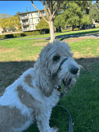 Are you around in December? Dog walking job available 1