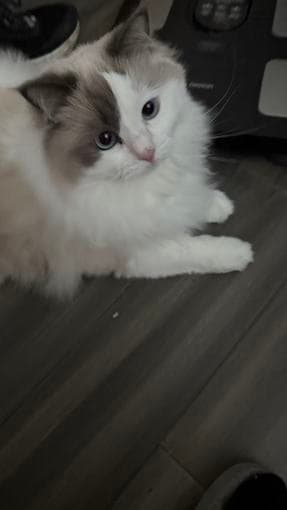 Seeking a new home for a sweet cat 1