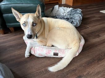 Looking for a dog-friendly spot in Palo Alto 1