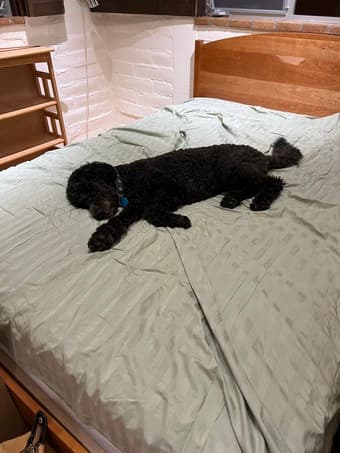 Dog/House sitter needed 12/23-12/26 -- will pay $400 1