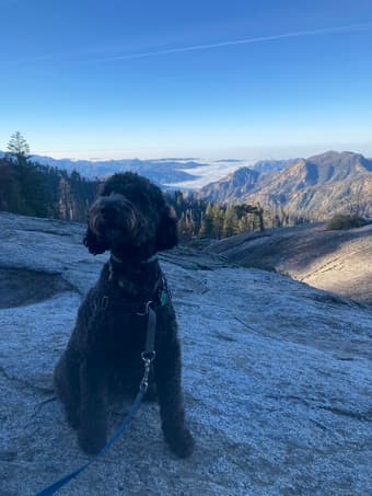 Dog/House sitter needed 12/23-12/26 -- will pay $400 2