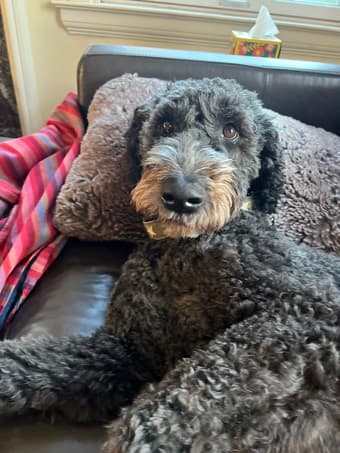 Dog/House sitter needed 12/23-12/26 -- will pay $400 3