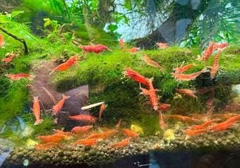 Cherry Shrimp Healthy & Active 1