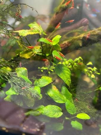 Cherry Shrimp Healthy & Active 3