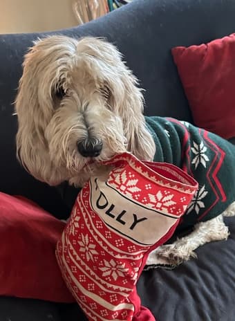 Weekend Dog Walker Needed ASAP for either day 1