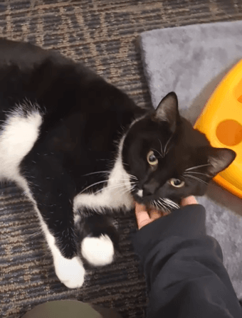 Social Young Tuxedo Cat Needs New Home With Cats 1