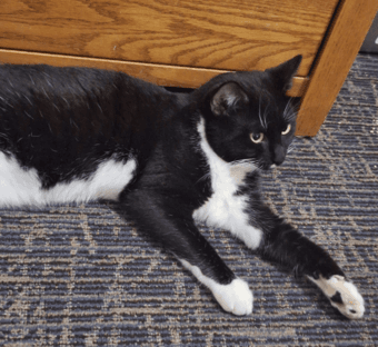 Social Young Tuxedo Cat Needs New Home With Cats 2