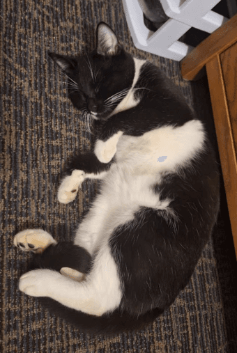 Social Young Tuxedo Cat Needs New Home With Cats 3
