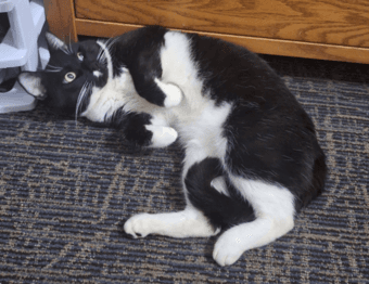 Social Young Tuxedo Cat Needs New Home With Cats 4