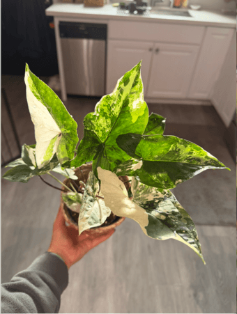 Decluttering Sale (Plants, plant pots, crocs, books + FREE items) 1