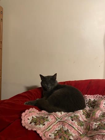 cat sitter needed 1/14-1/20! 1