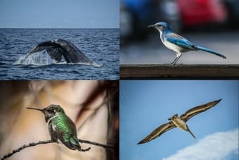 Full Set Canon EOS 550D DSLR with Two Lenses 3