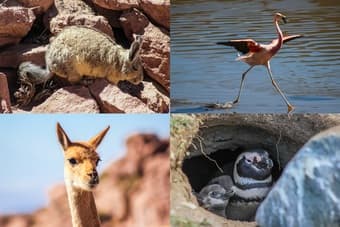 Full Set Canon EOS 550D DSLR with Two Lenses 4