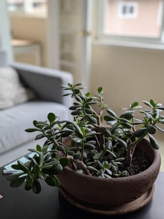 Plants - Jade plants, fern, spider plant 1