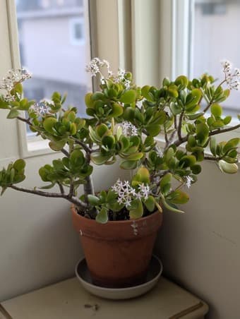 Plants - Jade plants, fern, spider plant 2