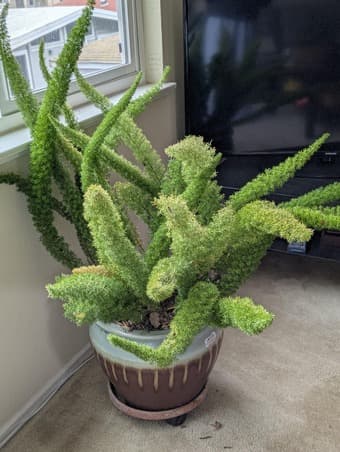 Plants - Jade plants, fern, spider plant 4