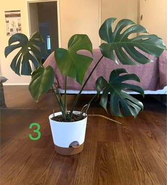 Plants for sale 3