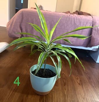 Plants for sale 4