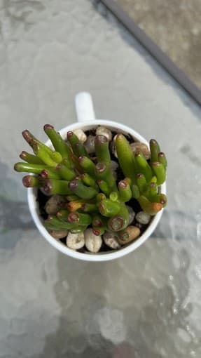 Flower-Gollum Jade for sale 2