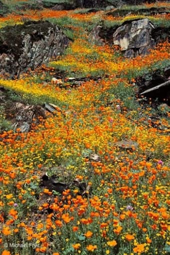 Ride wanted to Yosemite March 22, 23, or 24th 1