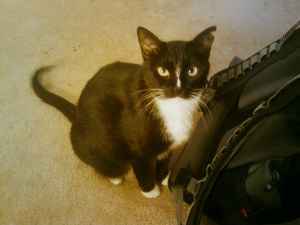 Adorable young cat for adoption 1