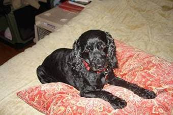 Cocker Spaniel Needs Loving Home 1