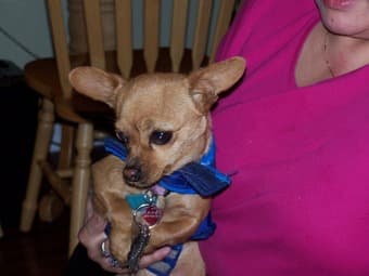 Free to a Good Home - Tan colored female chihuahua 1