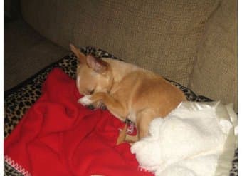 Chihuahua to Good Home 1