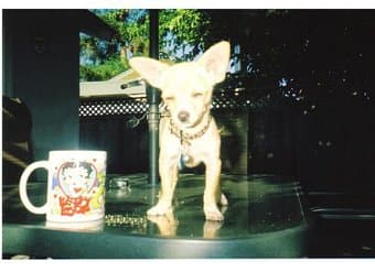 Chihuahua to Good Home 2