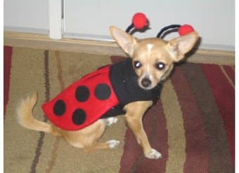 Chihuahua to Good Home 3