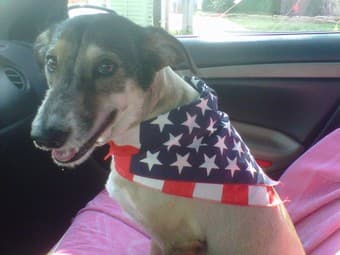 Dogsitter for Dec. 23-28/29 needed! 1